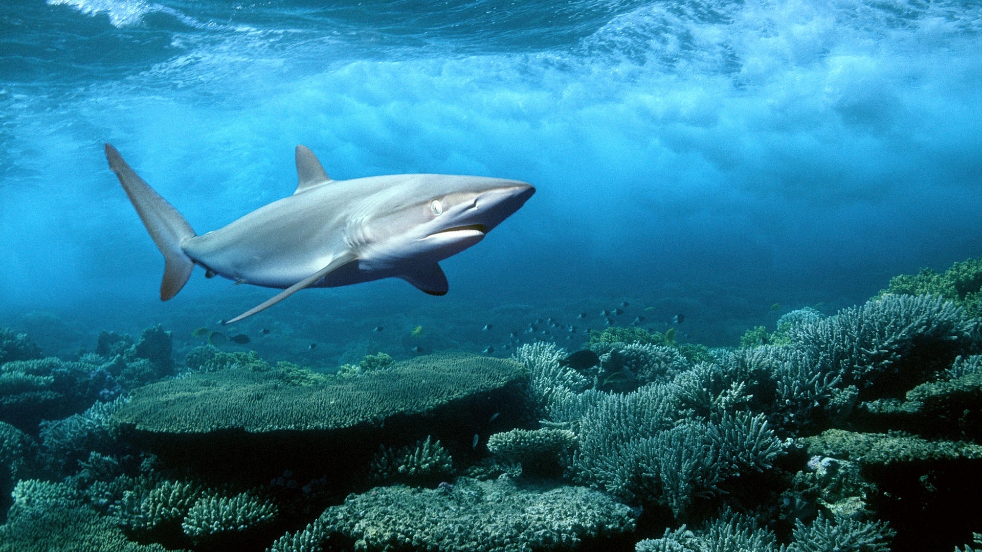 Почему в Черном море нет опасных для человека акул?