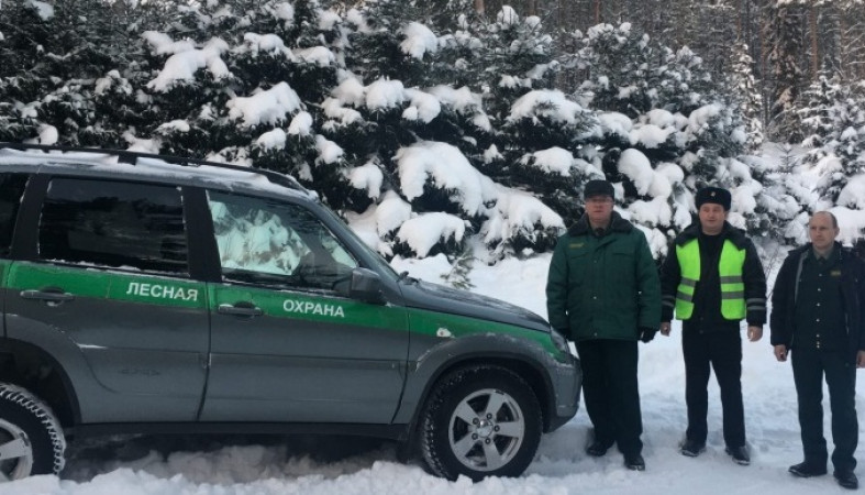 Охоту на любителей рубить новогодние ели начали в Карелии