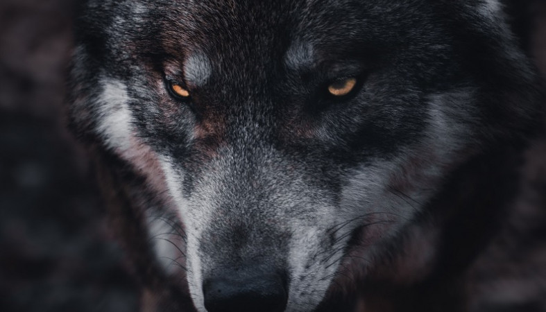 Волки растерзали собаку на глазах женщины-сторожа в Карелии