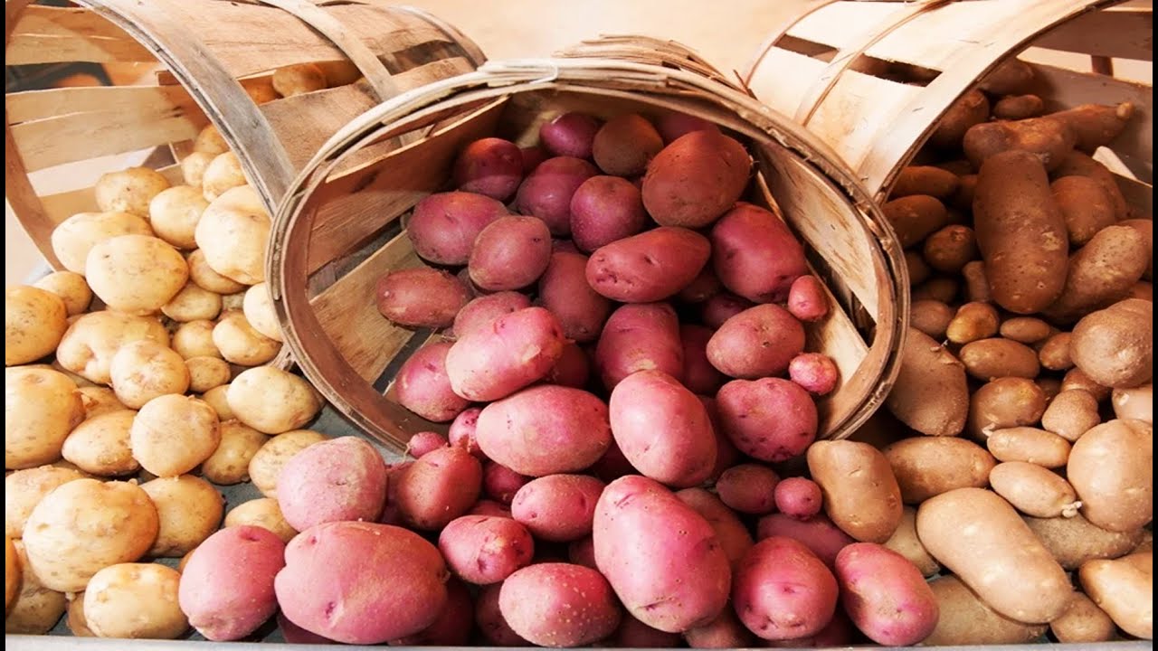 Чем отличается белая картошка от розовой: какую нужно покупать