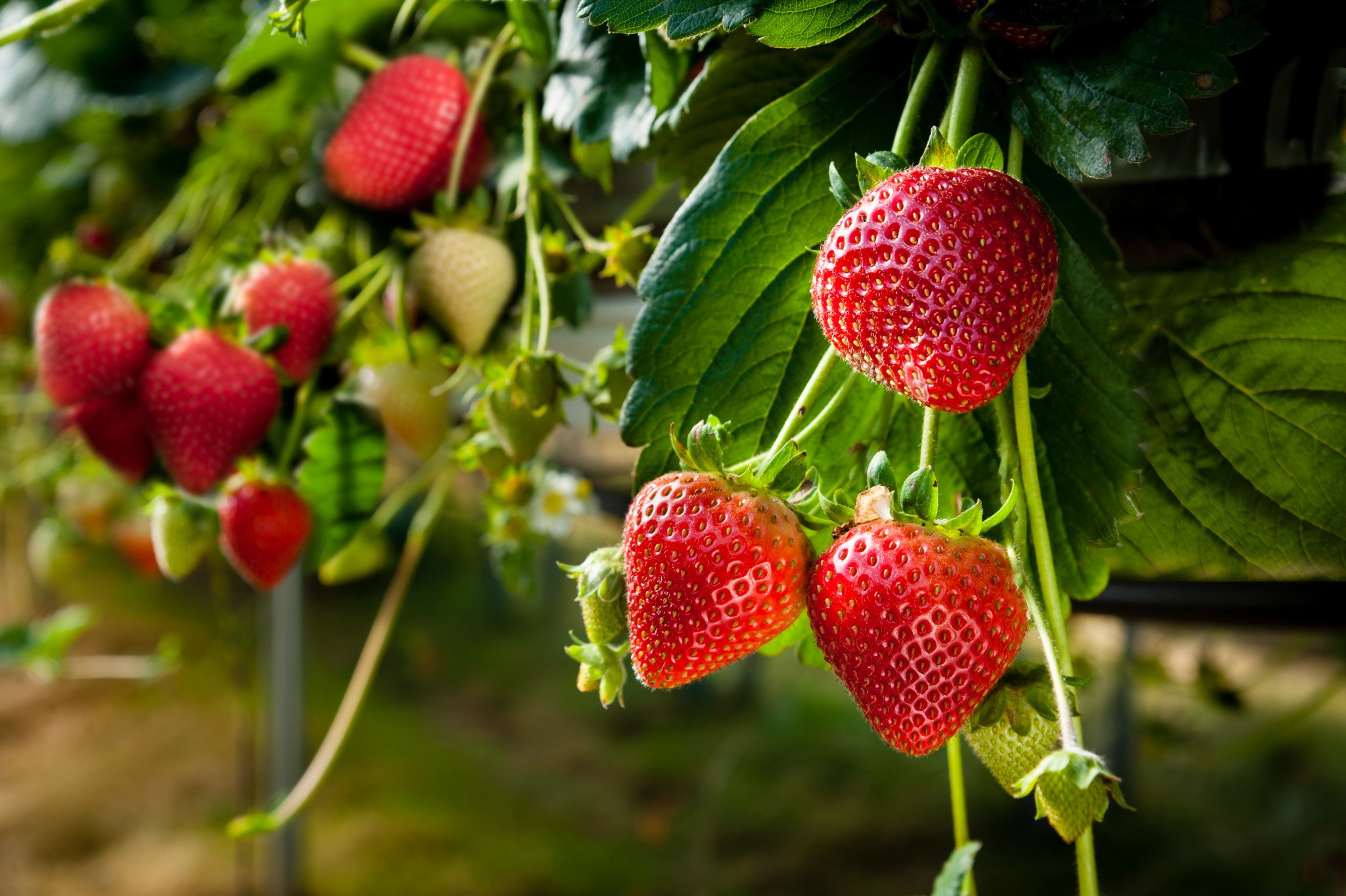 Июньский уход за клубникой: уже совсем скоро ягоды начнут зреть!