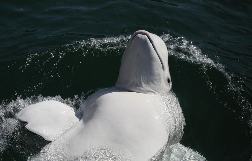 Власти Норвегии запретили гражданам приближаться к русскому «киту-шпиону»