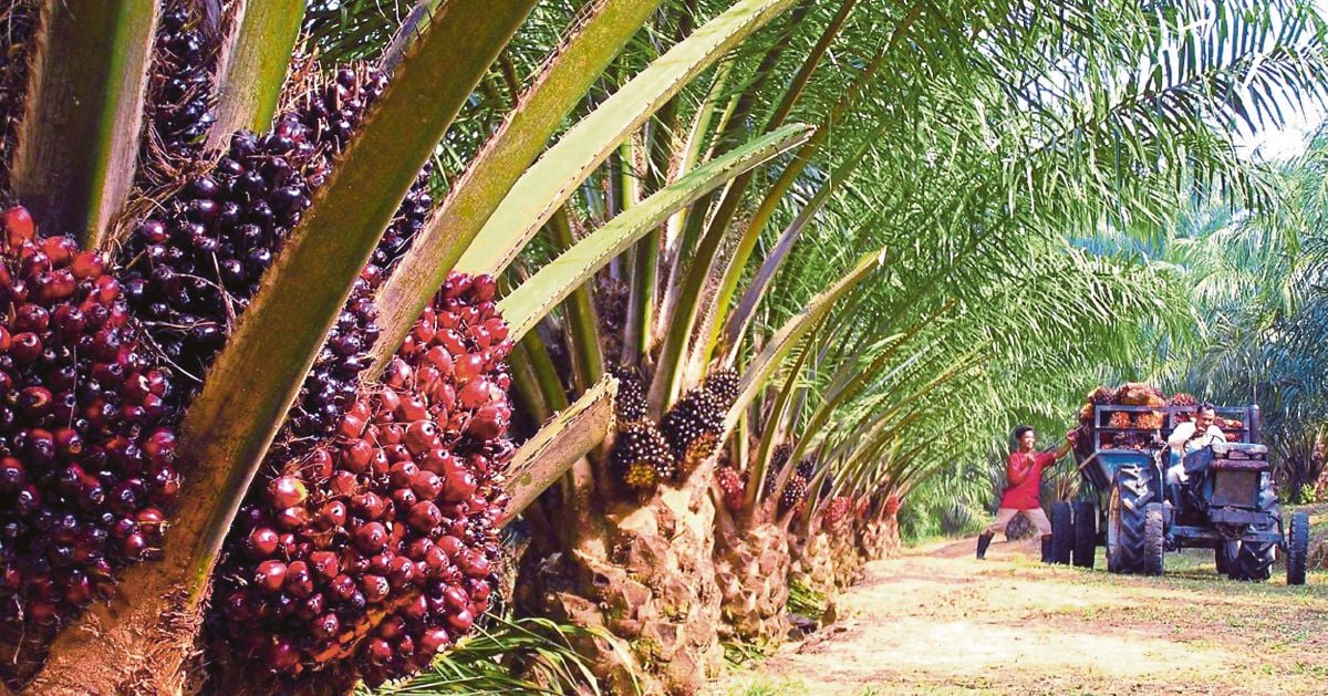 Масличная пальма – находка для миллионов