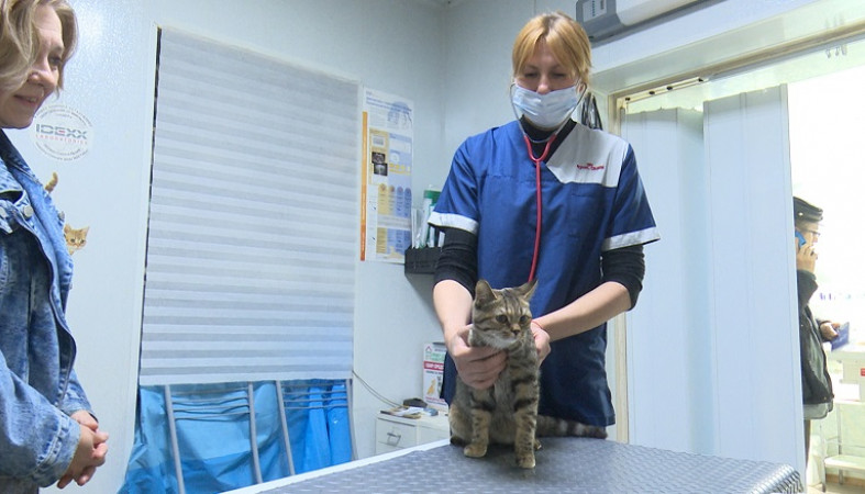 Пятьсот кошек в Петрозаводске стерилизовано по льготной программе