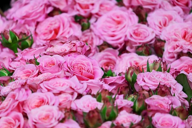 Важные моменты по уходу за розами весной: летом они отблагодарят пышным и ярким цветением