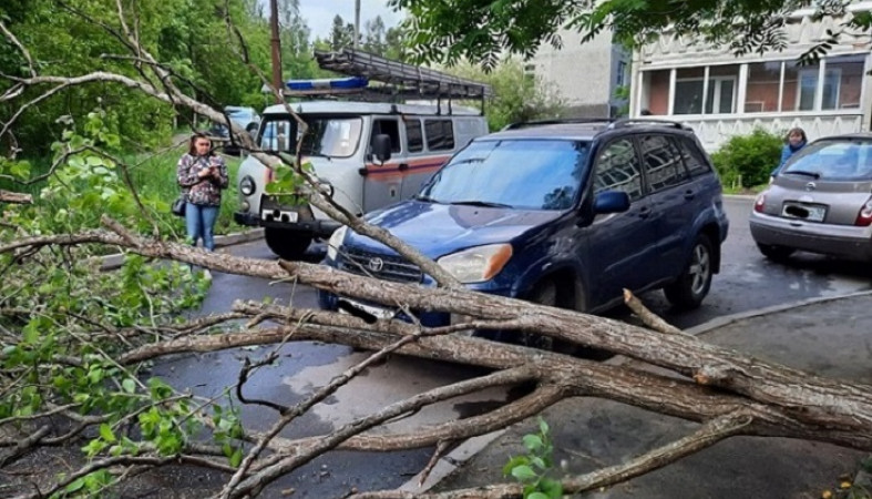 Дерево рухнуло на дорогу в Петрозаводске