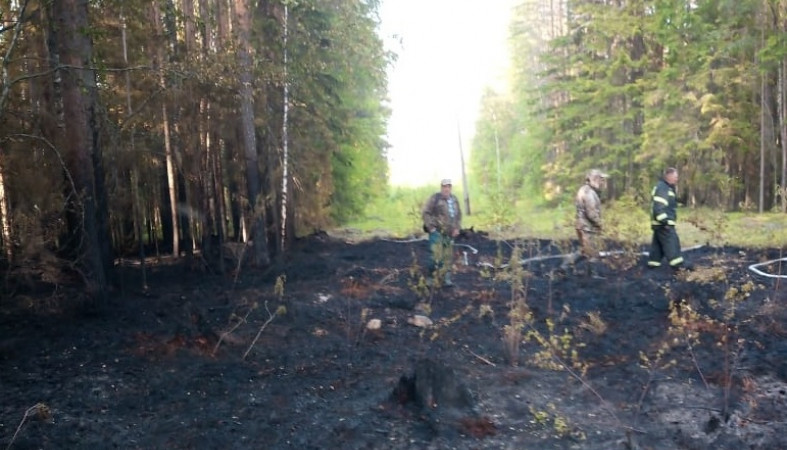 Пожар вспыхнул в лесном массиве на востоке Карелии