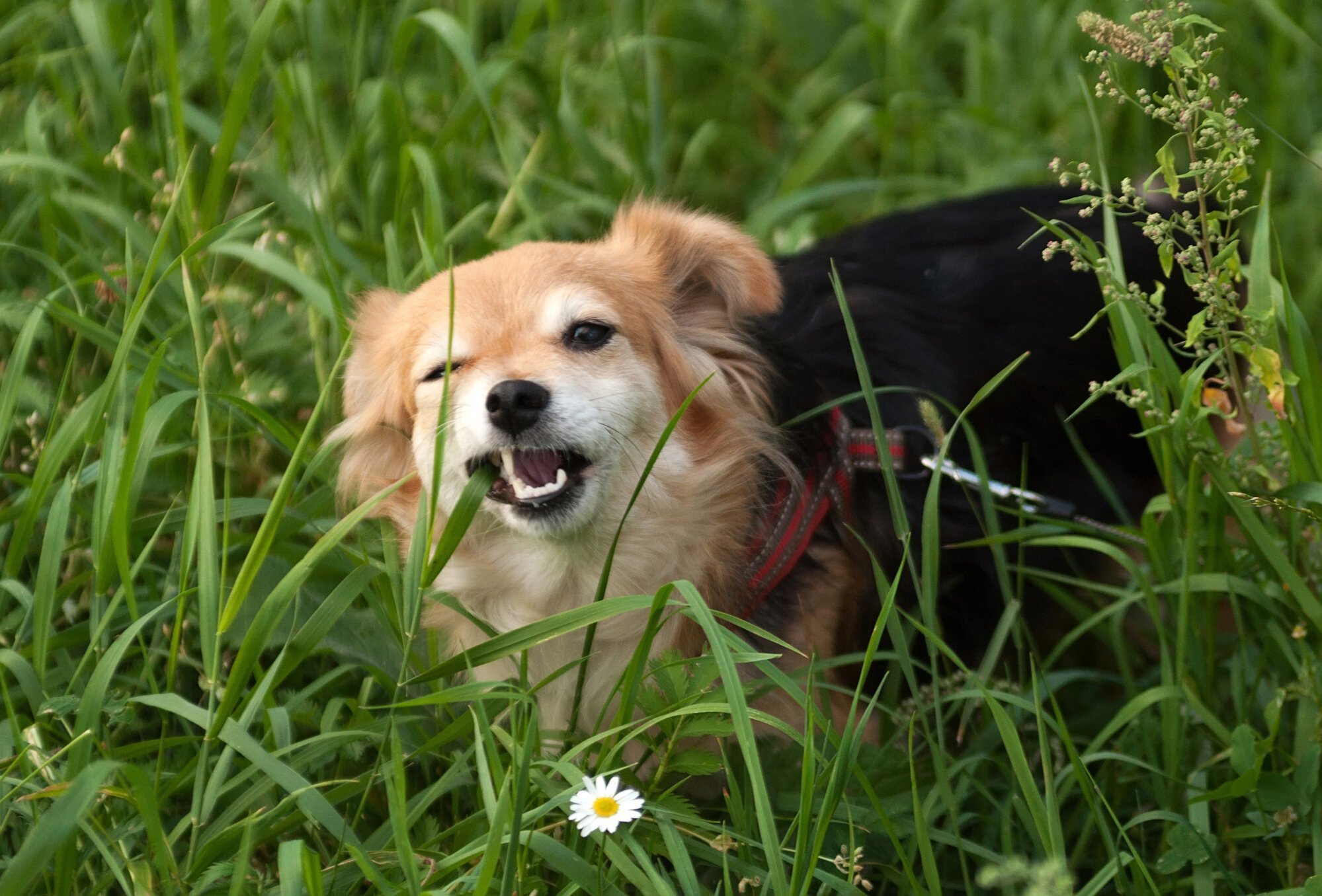 Собака ест траву только для того, чтобы очистить желудок?