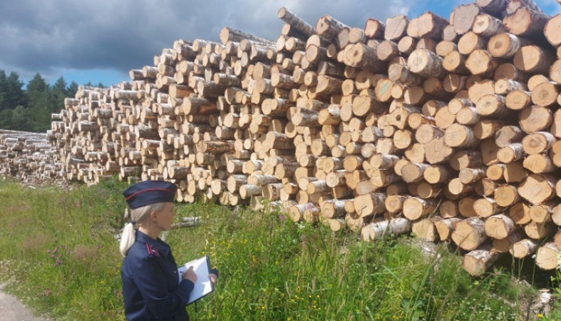 Водителя грузовика в Карелии обвиняют в краже древесины