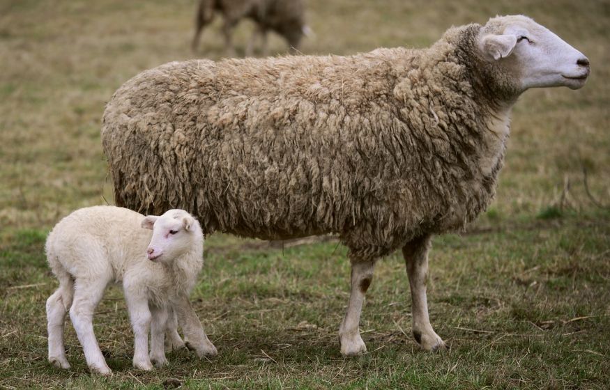 Генетически модифицированные овцы решат проблему изменения климата