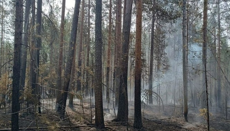Вспыхнувший из-за грозы пожар в Пудожском районе тушили несколько дней