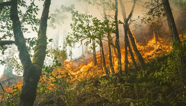 Десантники из Карелии отправились в Югру на борьбу с лесными пожарами