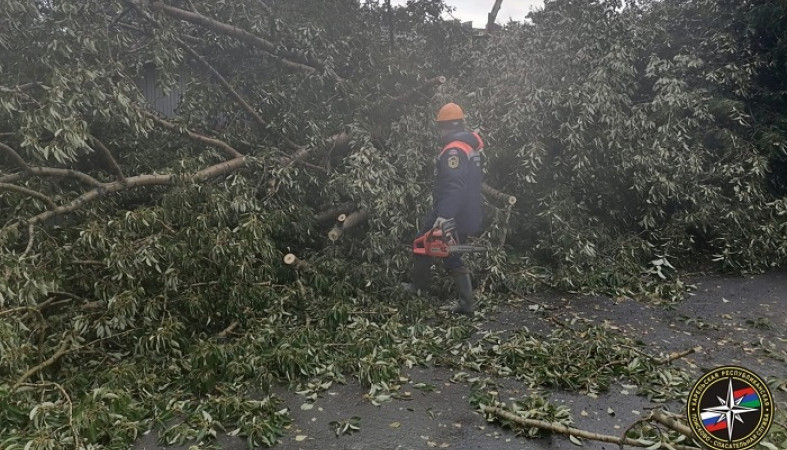 Дерево рухнуло от ветра и перегородило дорогу в детский сад в Кеми